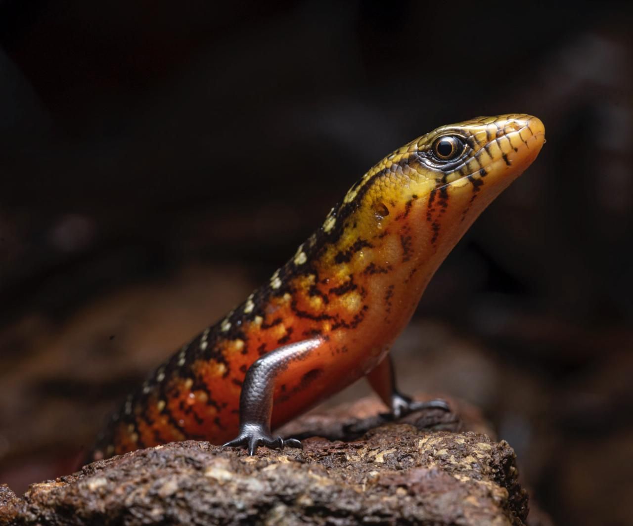 Orange-and-black lizard perched on a rock, facing upward in a dark natural setting