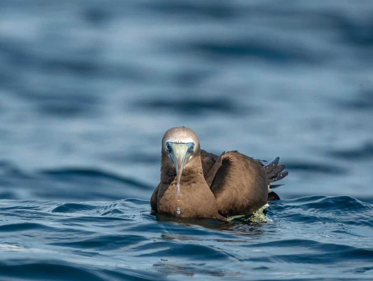 Brown seabird floating on blue ocean water, facing the camera