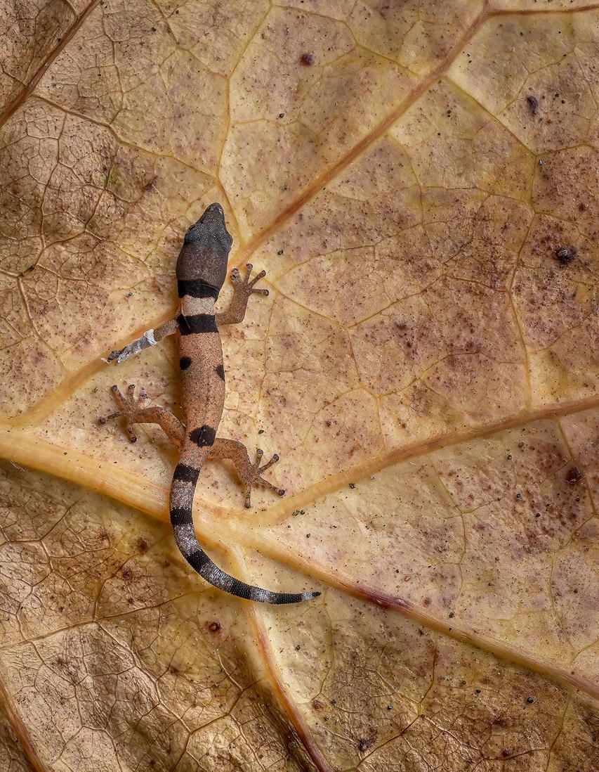 Small striped lizard on a tan leaf, seen close up.