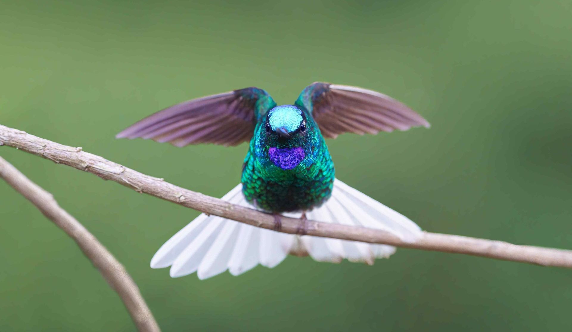 Colorful hummingbird hovering above a branch with wings spread against a blurred green background