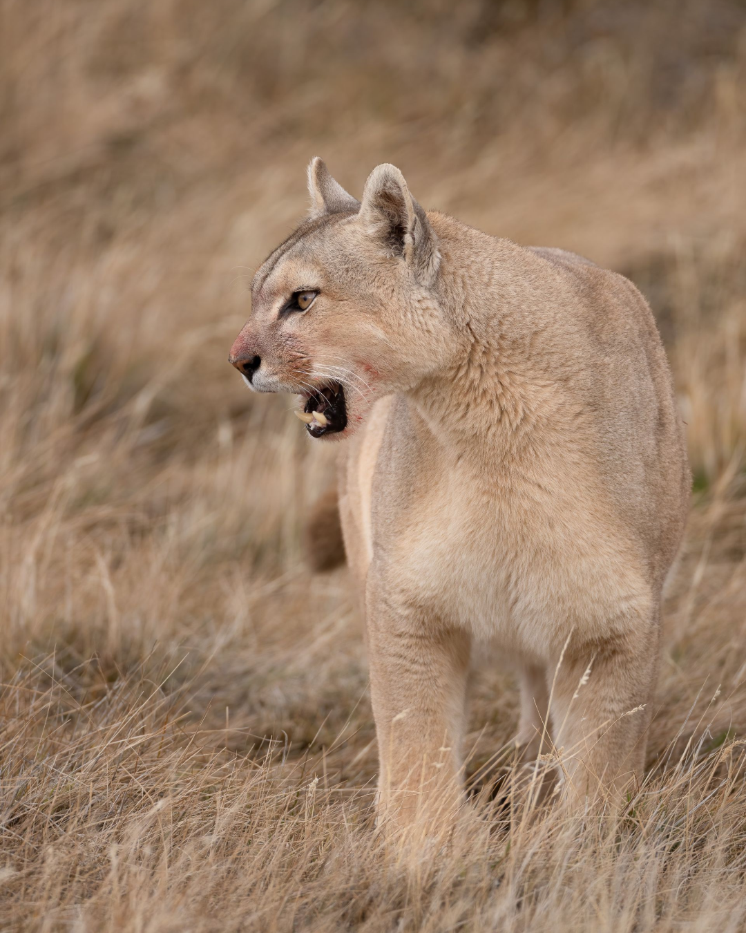 A tan mountain lion standing in dry grass, mouth open and looking left.