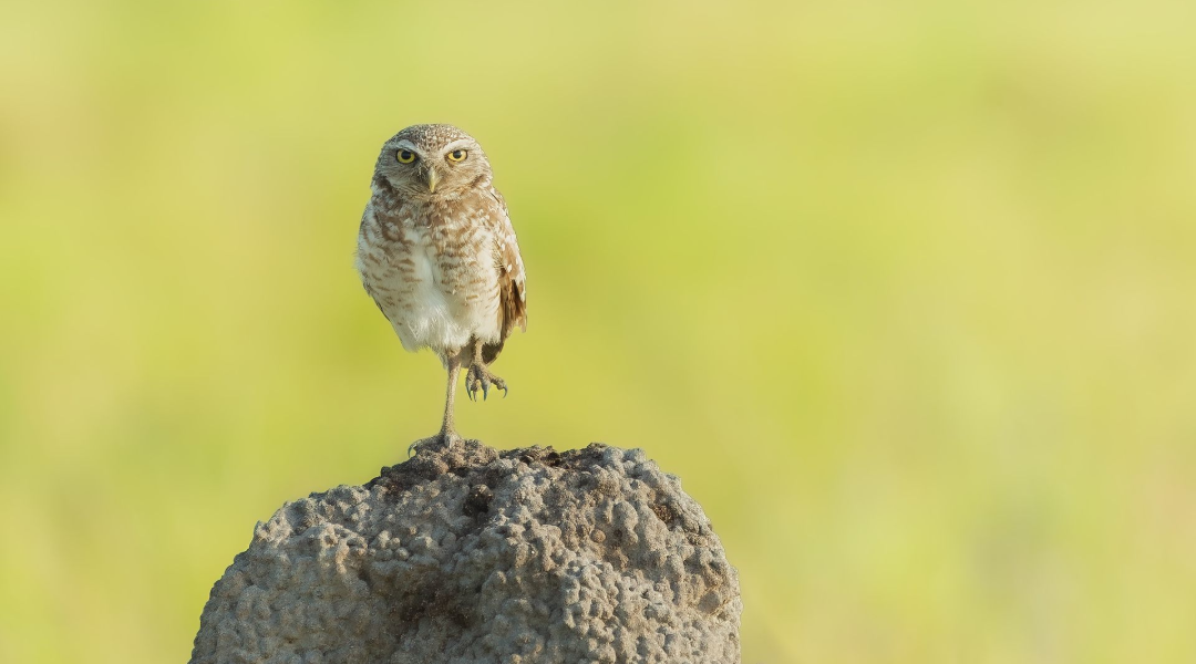 An owl perched on a rock against a blurred green background