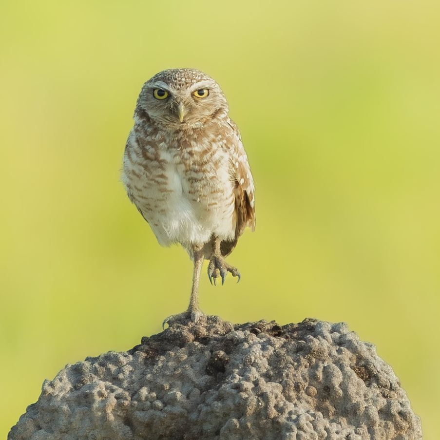 Burrogwing Owl