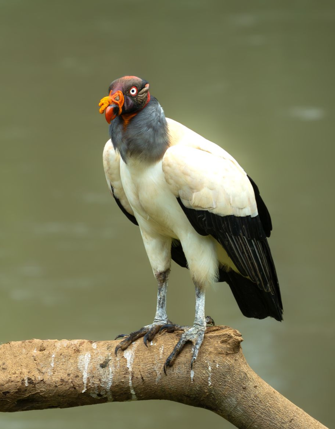 King Vulture