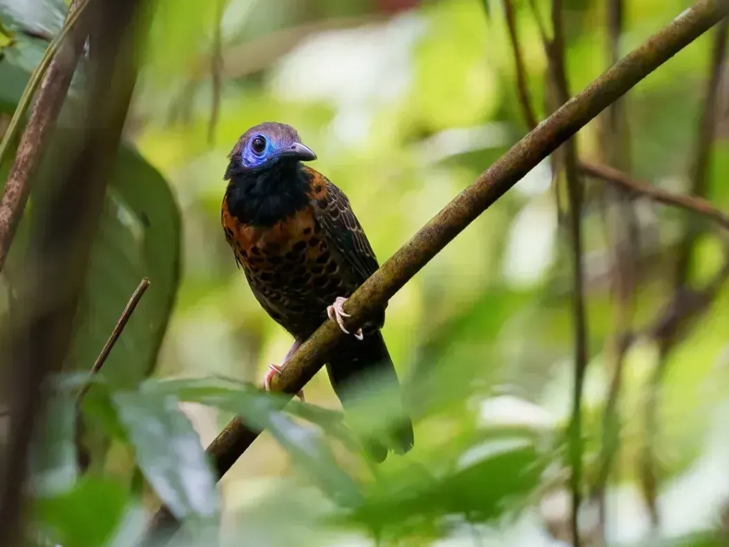 Small colorful bird perched on a branch in a lush green forest