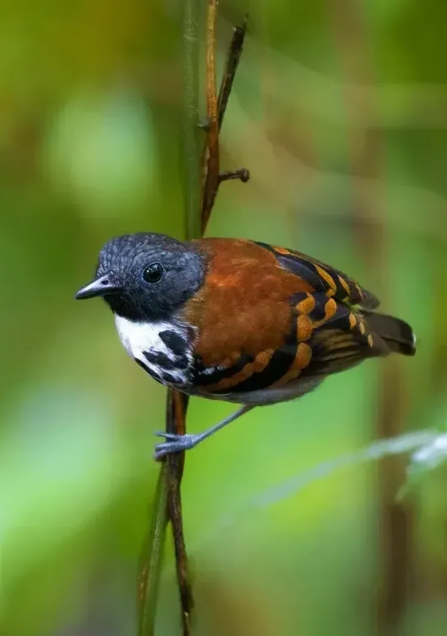 Small bird with dark head and orange-brown body perched on a thin branch in a green forest background