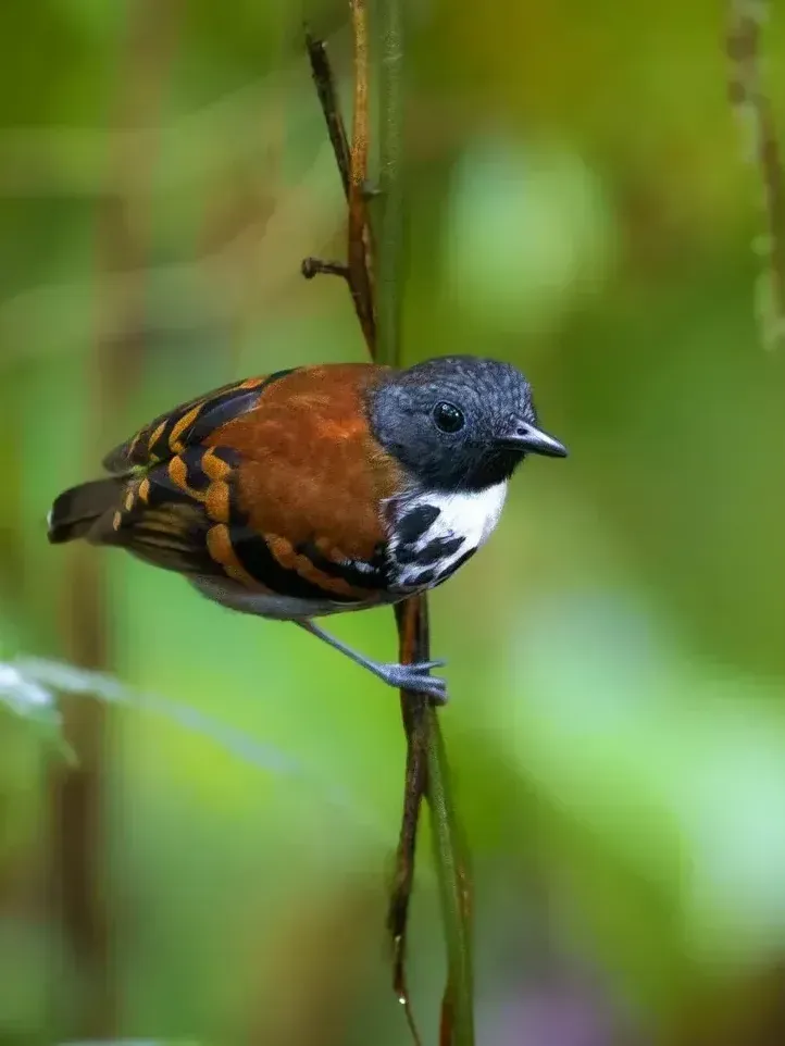Small bird with dark head and orange-brown body perched on a thin branch in a green forest background