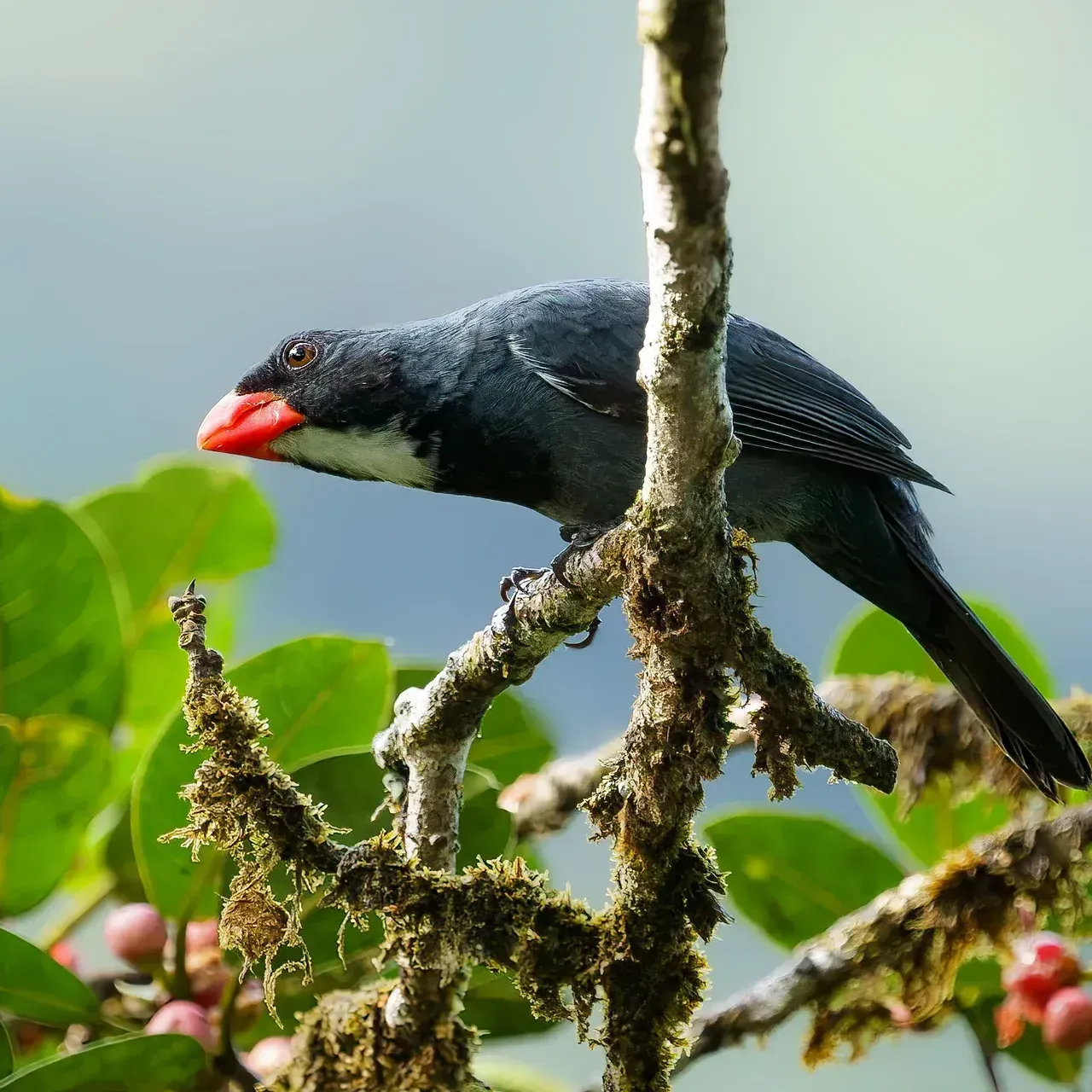 Black bird with red beak perched on a branch amid green leaves
