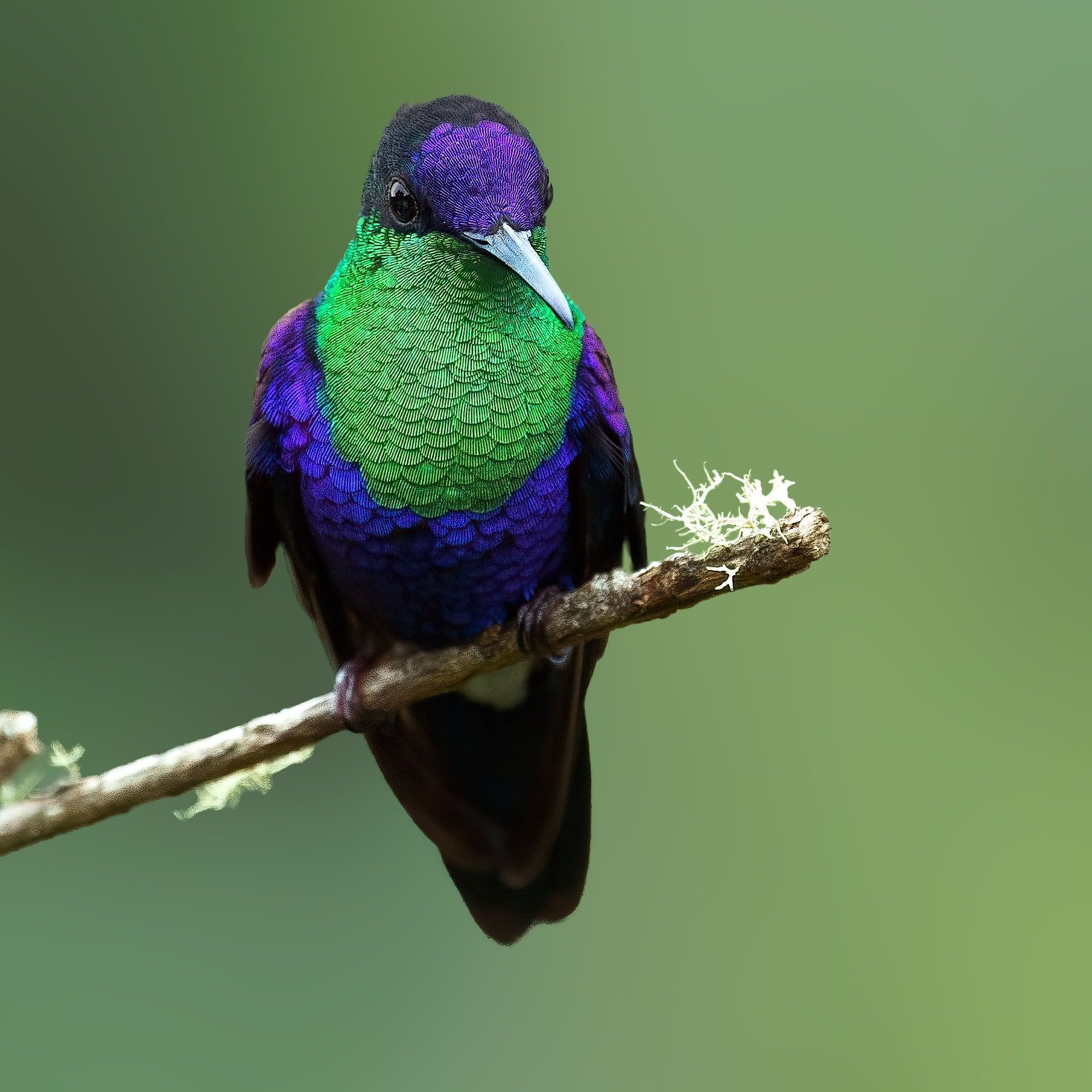 Vibrant green and purple hummingbird perched on a branch against a soft green background
