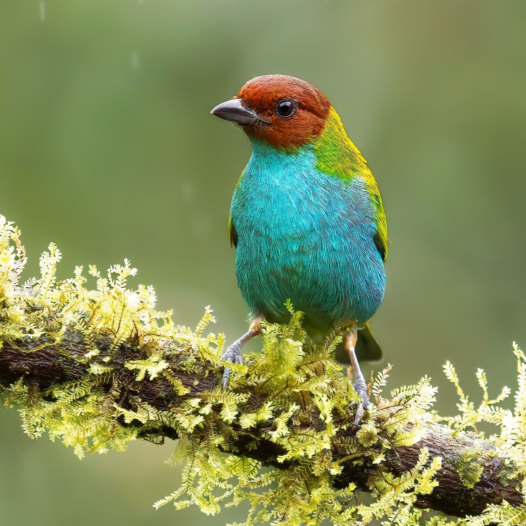Colorful bird with a red head and turquoise body perched on a mossy branch