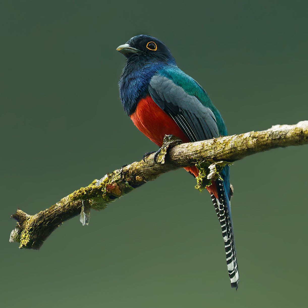Colorful bird with blue, red, and teal plumage perched on a mossy branch against a green background