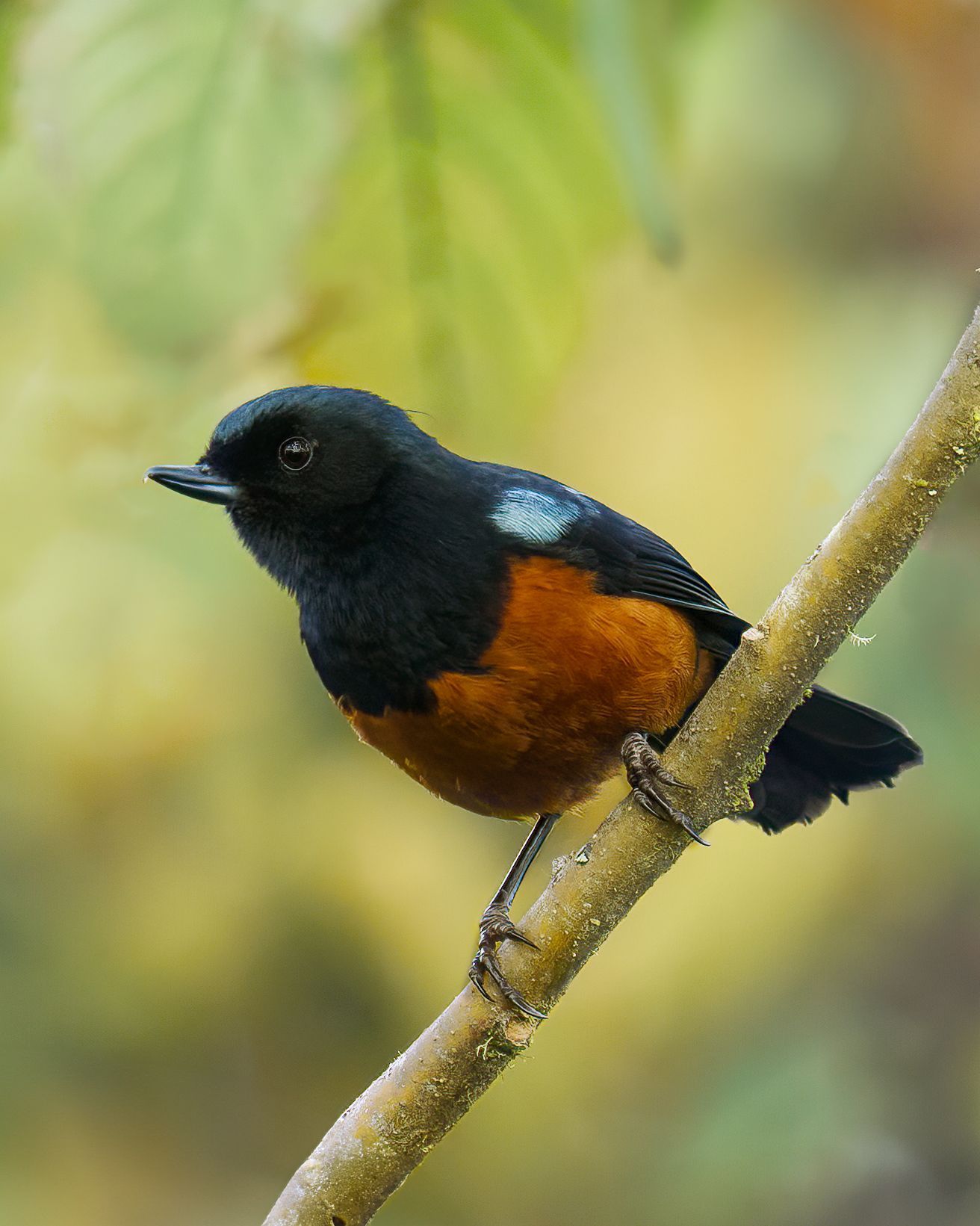 Small black bird with orange underparts perched on a diagonal branch against a blurred green background