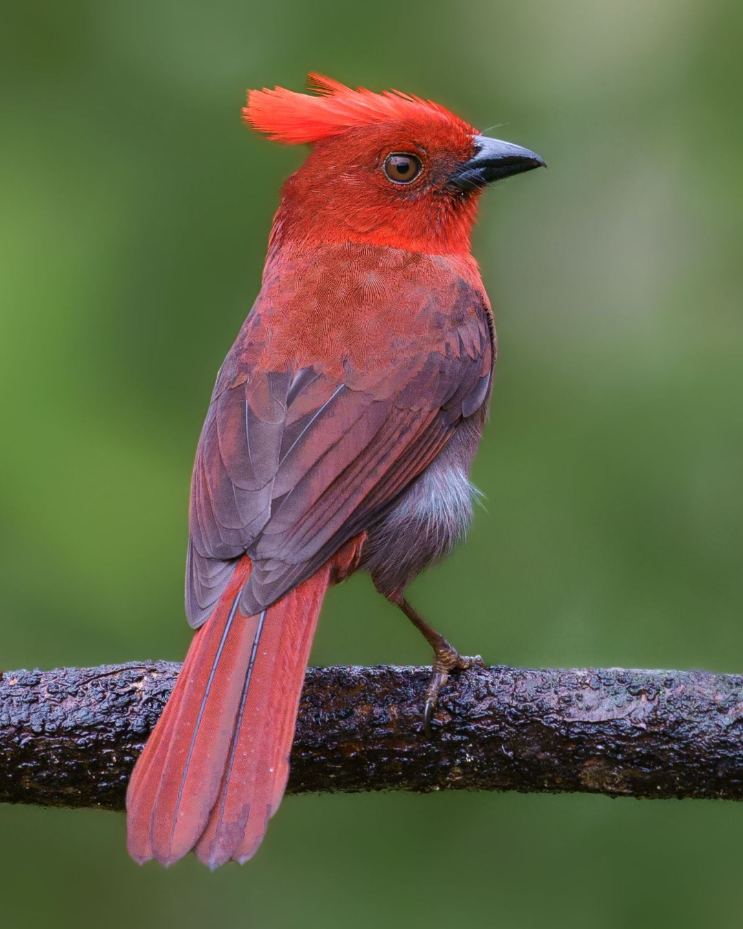 A red bird with a red crest is perched on a branch.