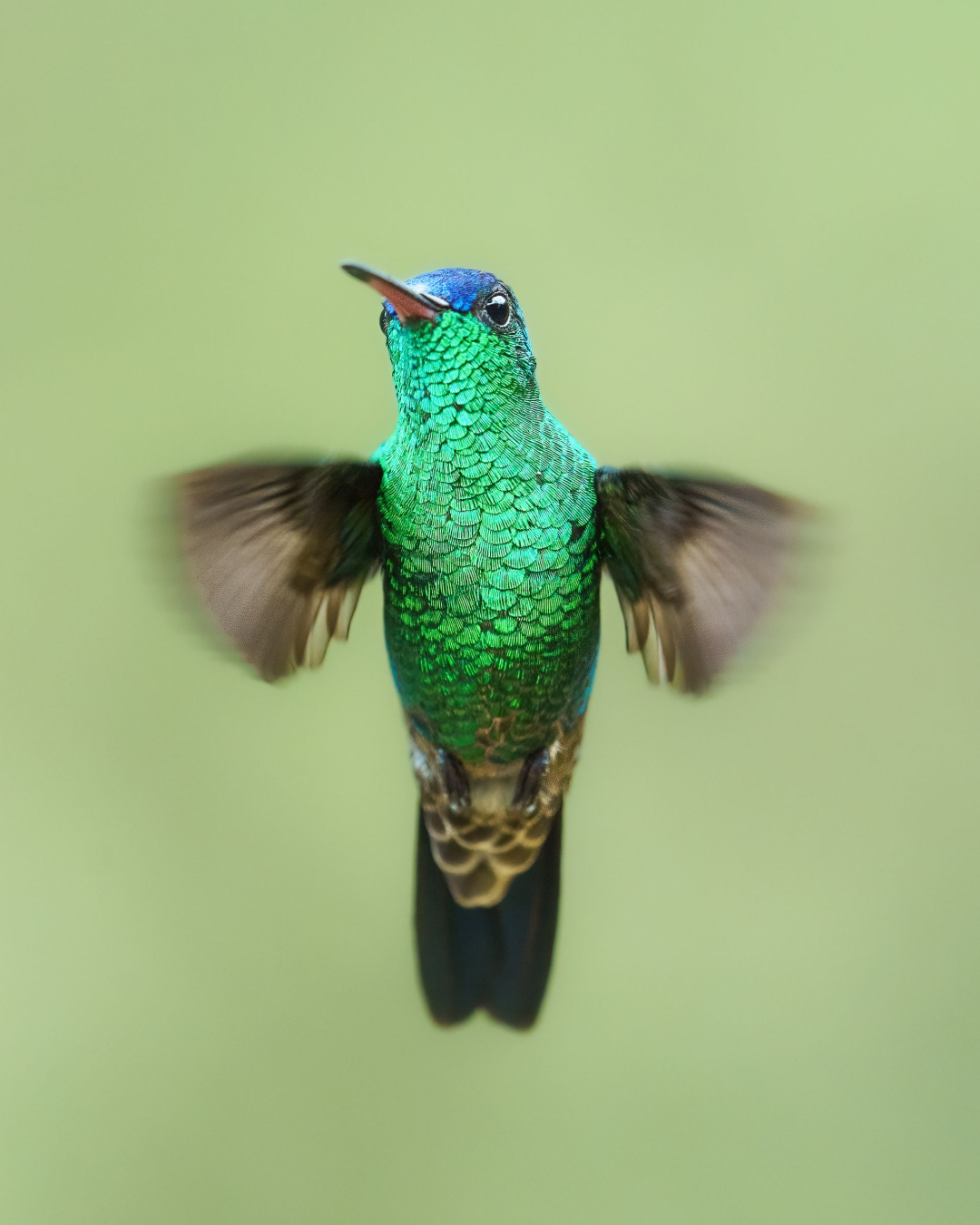 A green and blue hummingbird is flying in the air