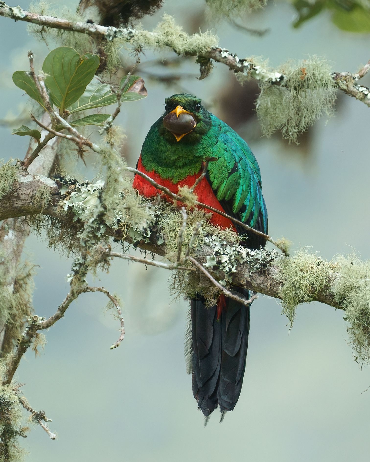 A green and red bird perched on a tree branch