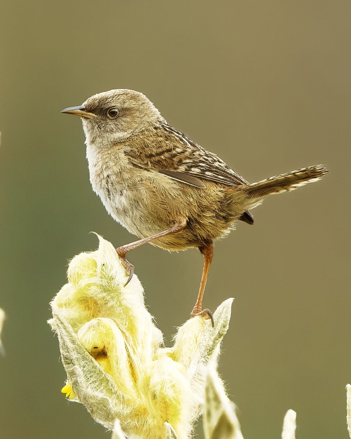 A small bird perched on top of a yellow flower