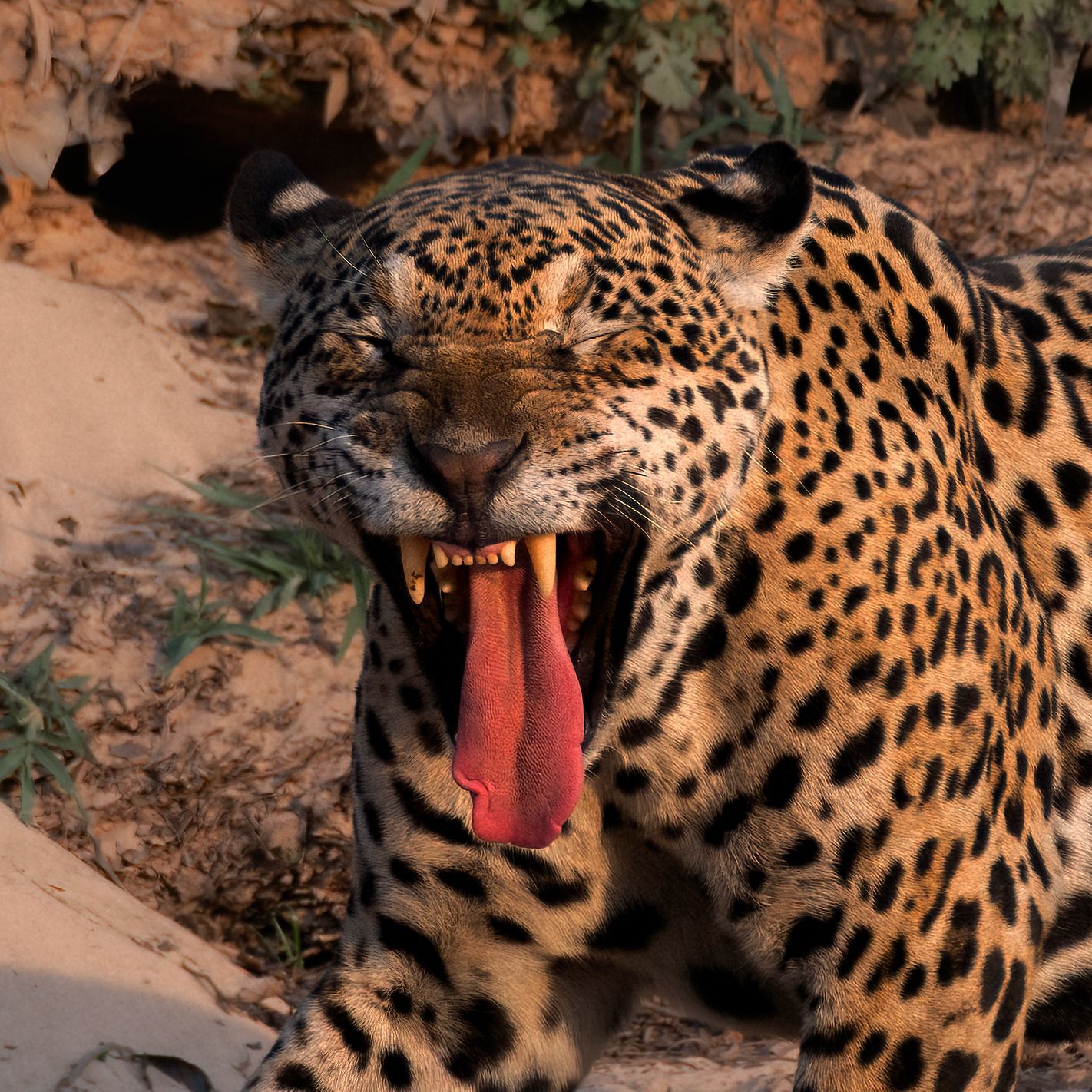 Jaguar