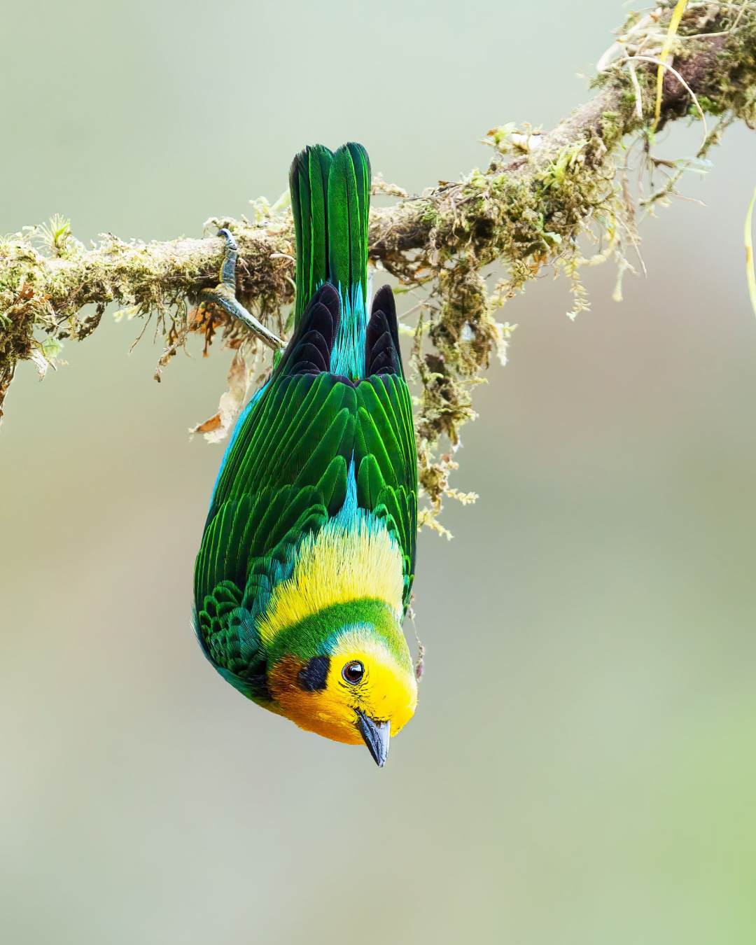 A colorful bird is hanging upside down from a tree branch.