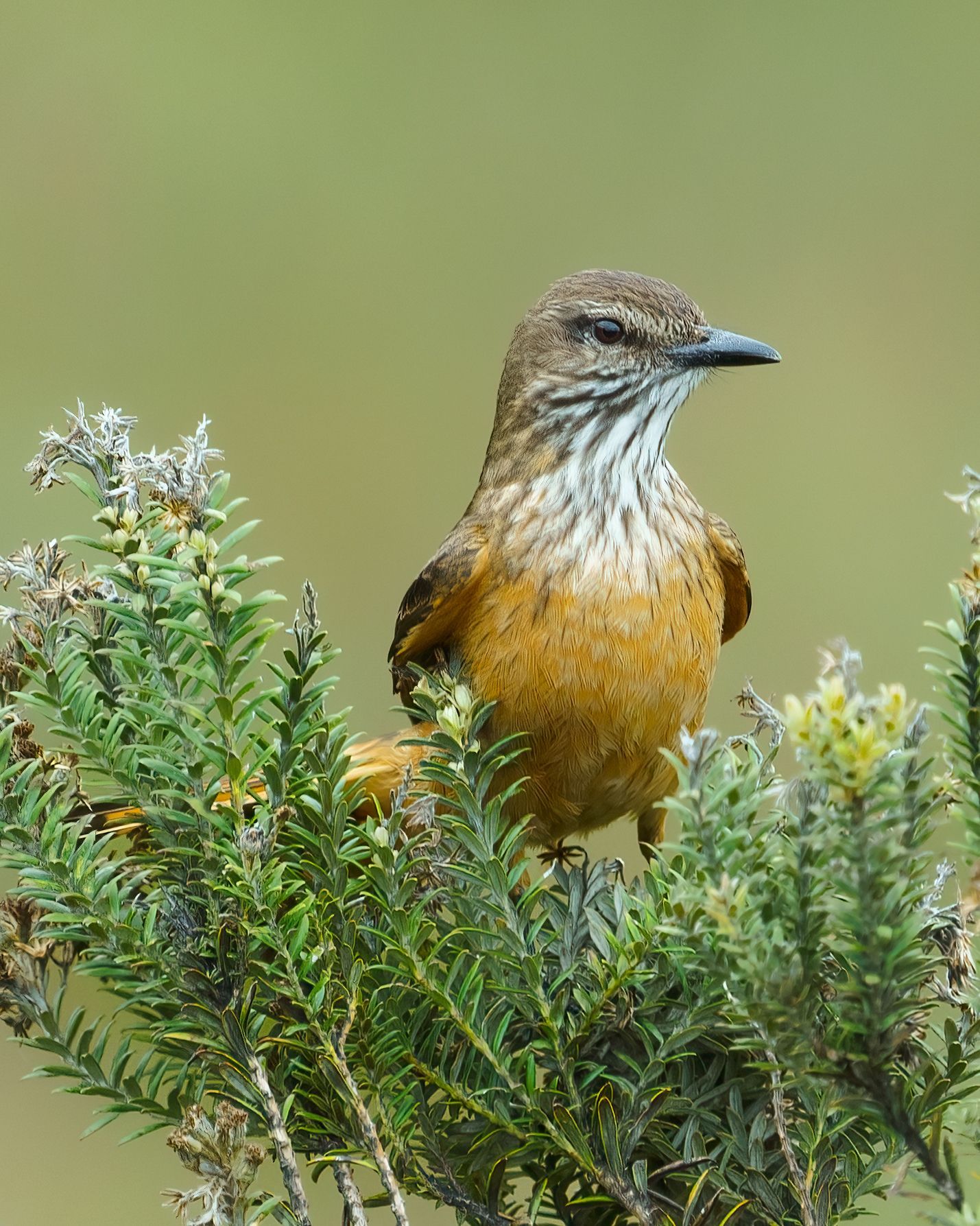 A small bird perched on top of a bush.