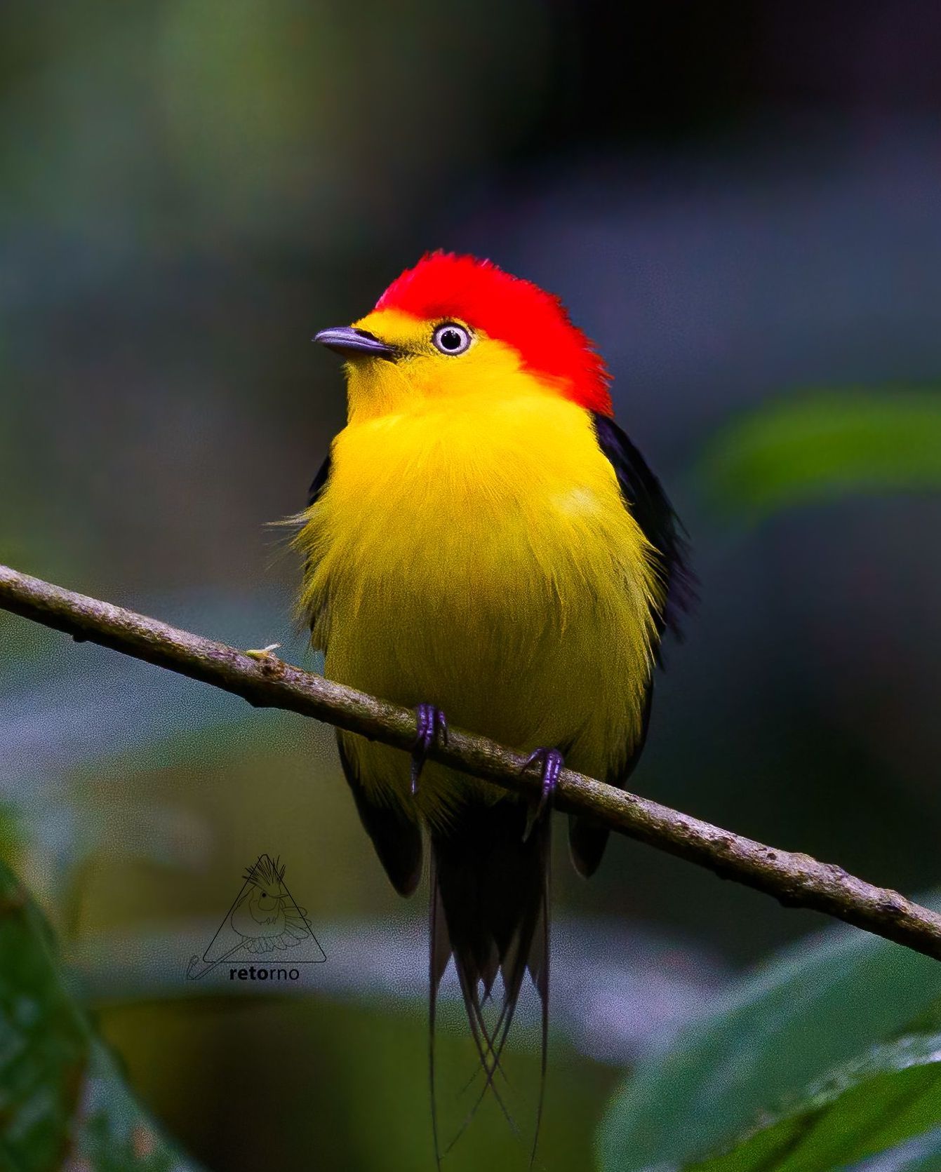 A yellow bird with a red head is perched on a branch