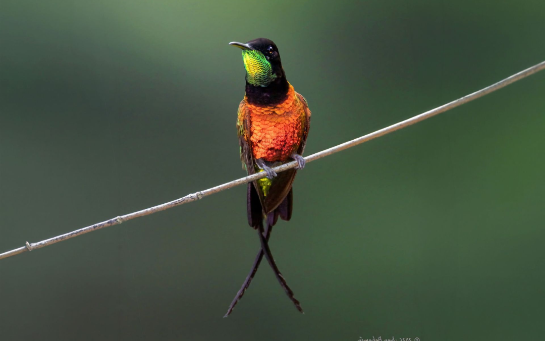 Colorful hummingbird with green head and orange-red chest perched on a diagonal wire against a blurred green background