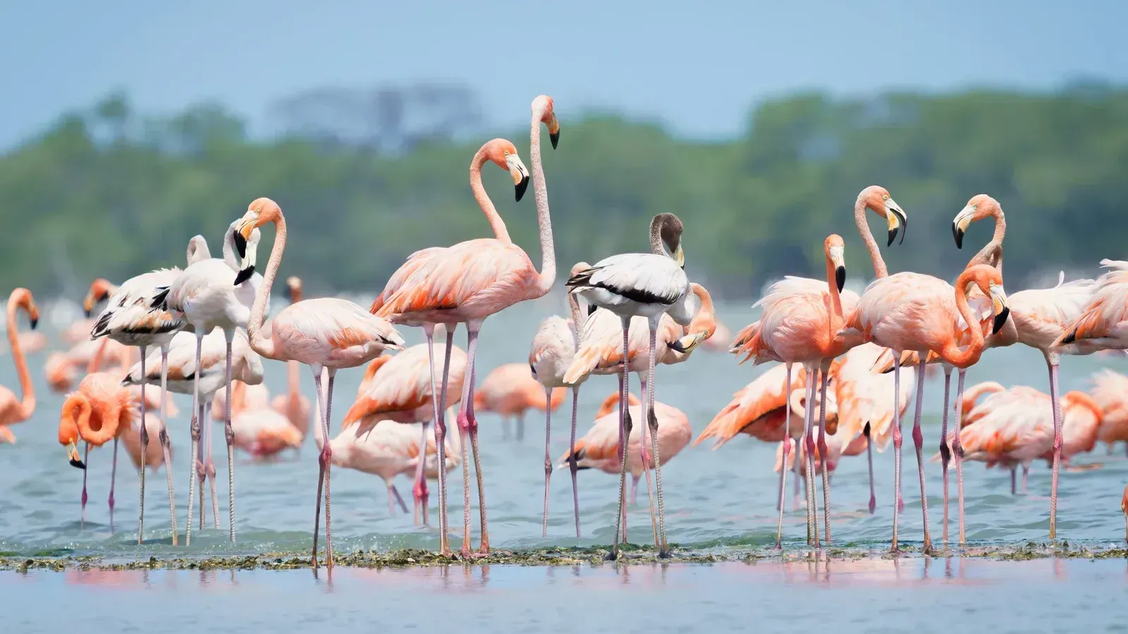 A flock of pink flamingos standing in shallow water with a blue sky background