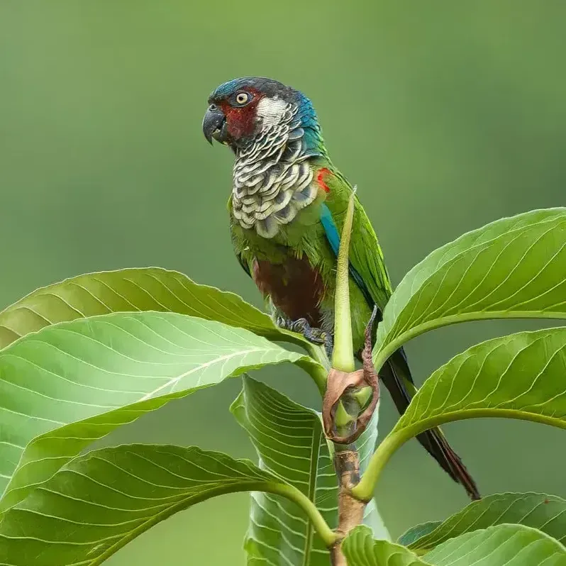 Colorful parrot perched on a leafy branch against a soft green background