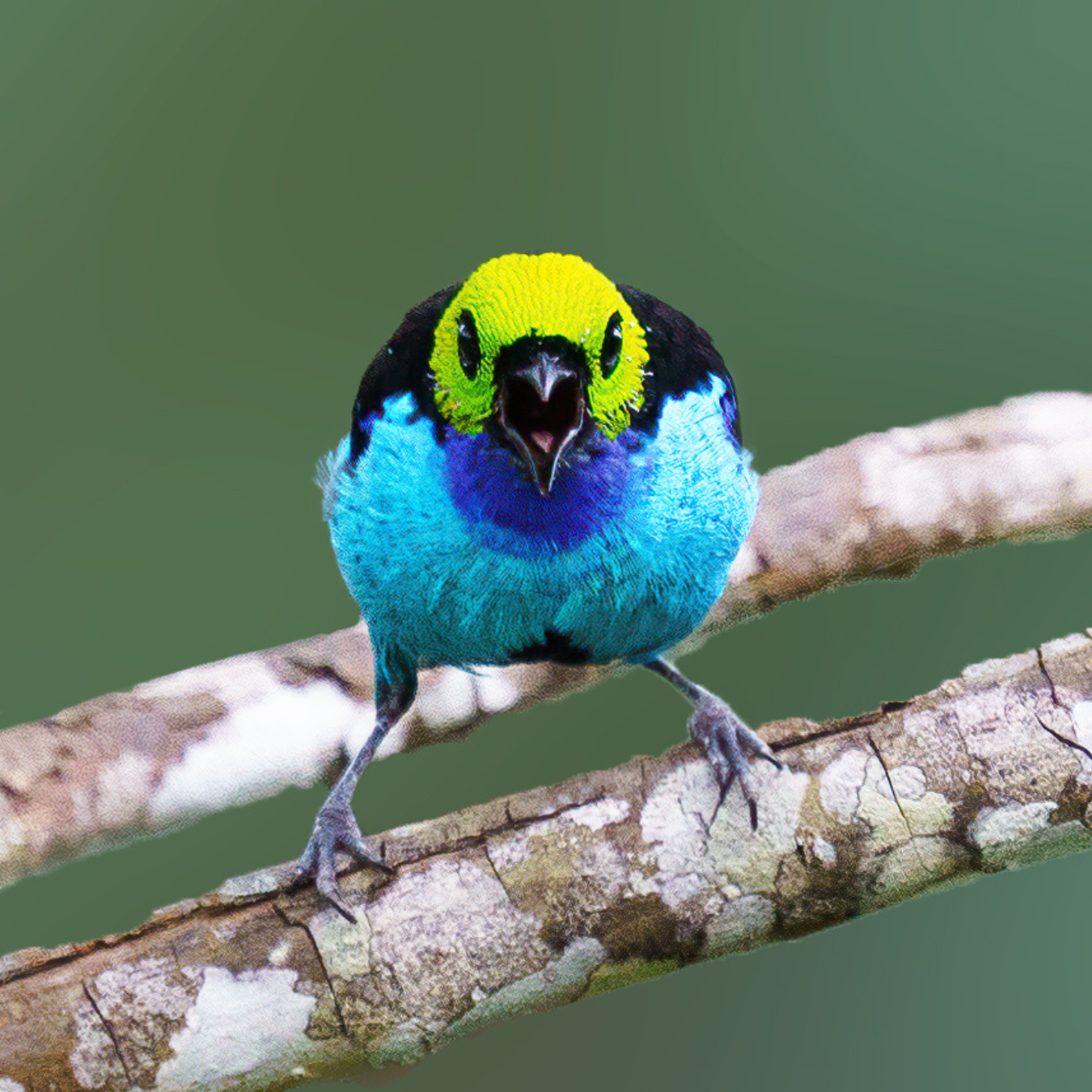 A colorful bird is perched on a tree branch.