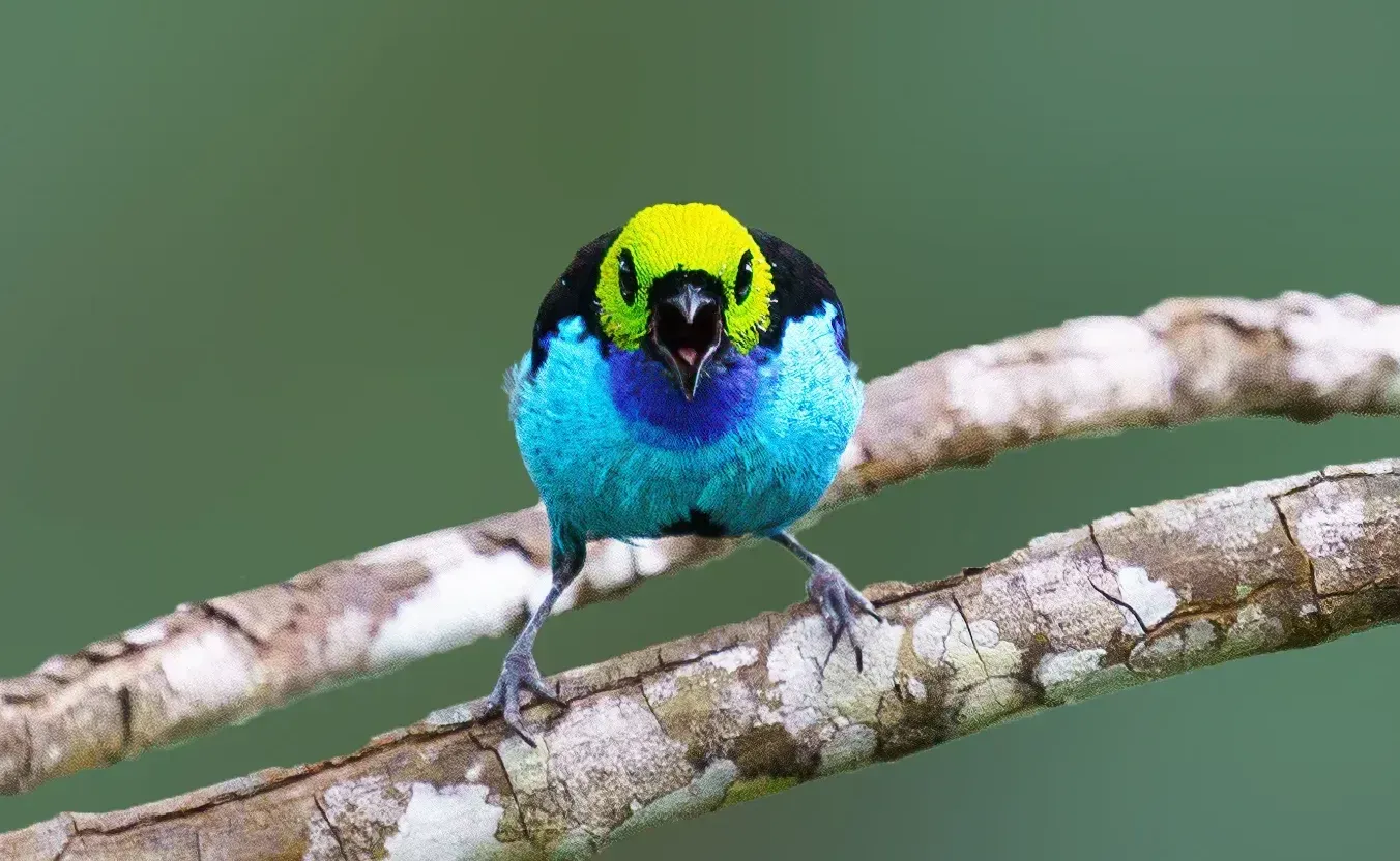 Bright blue and yellow bird perched on a branch against a green background