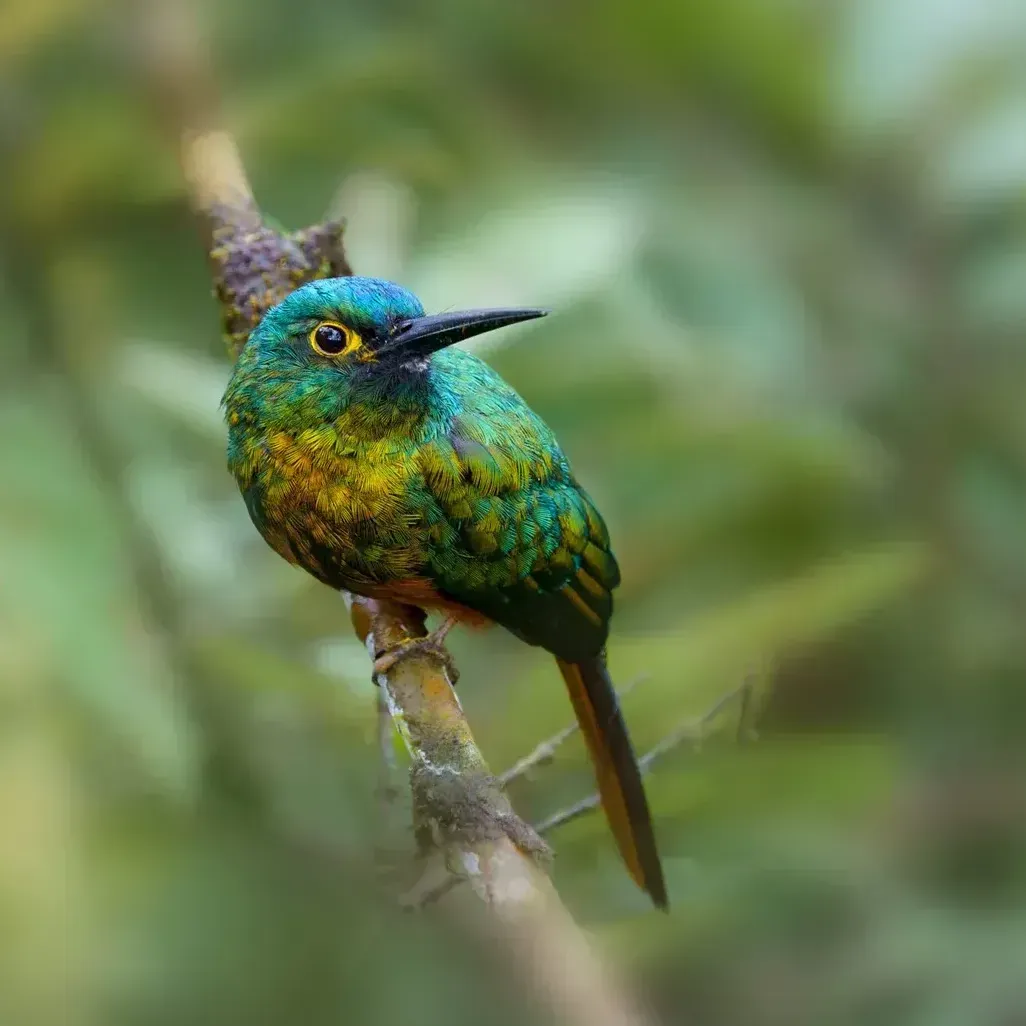 Colorful green-blue hummingbird perched on a branch against a blurred forest background