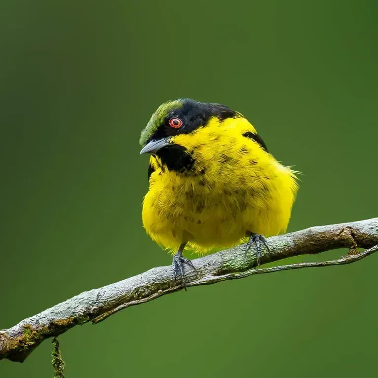 Yellow-and-black bird perched on a branch against a green blurred background.