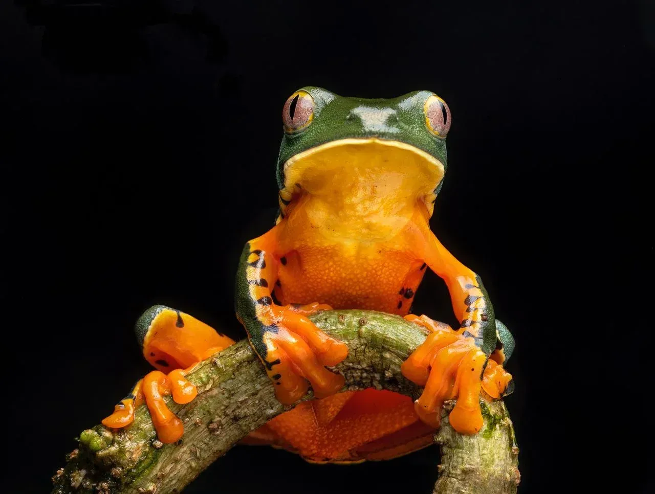 Bright green and orange frog perched on a branch against a black background
