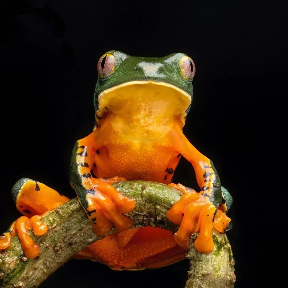 Herping