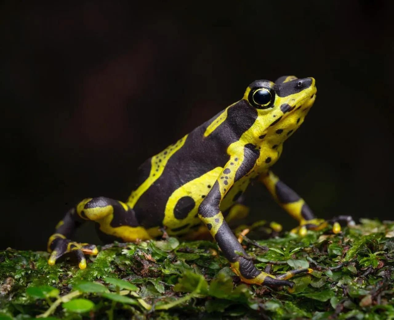 Yellow and black poison dart frog on moss against a dark background