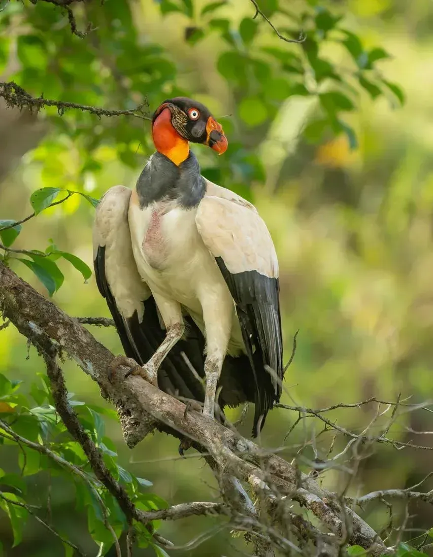 Black-and-white bird with red-orange face perched on a tree branch in a green forest.