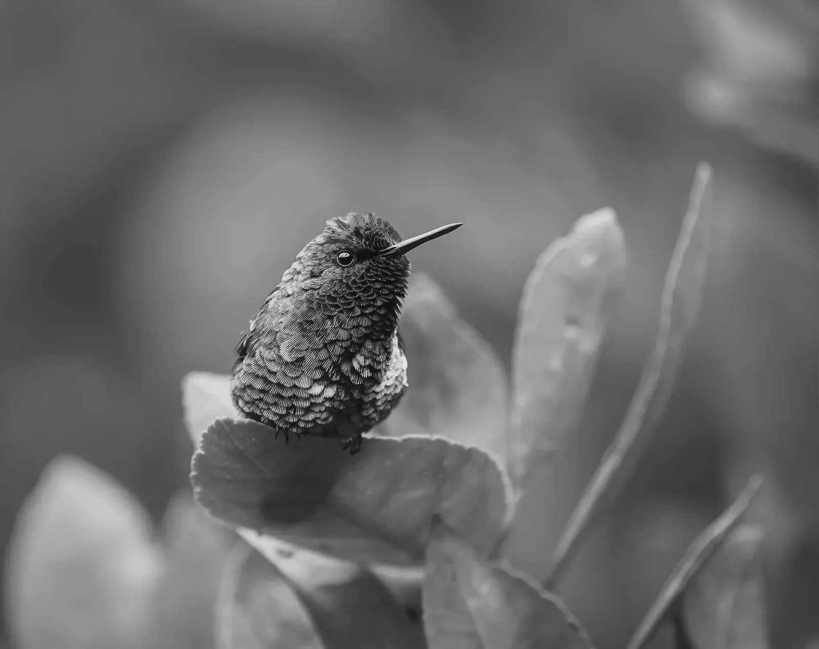 Small hummingbird perched on a flower bud, with a blurred leafy background.