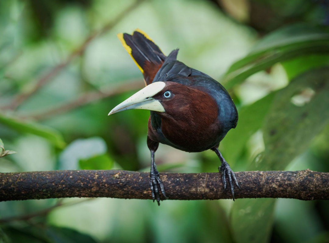 Small bird with long pale beak perched on a branch amid green leaves