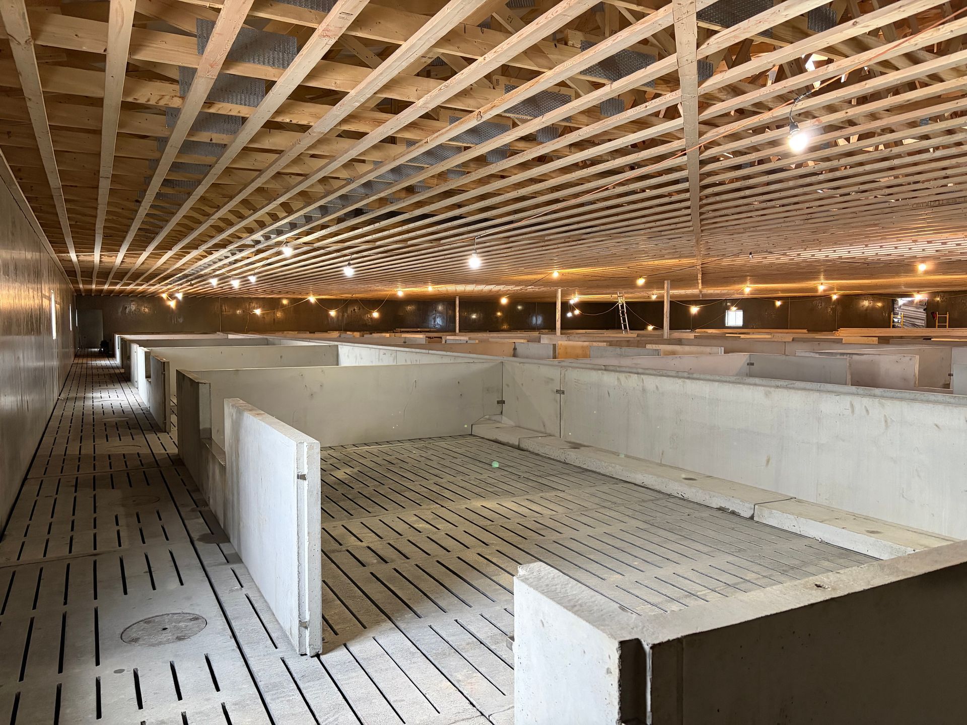 Agricultural building under construction with exposed wood beams on ceiling, and indoor concrete foundation walls