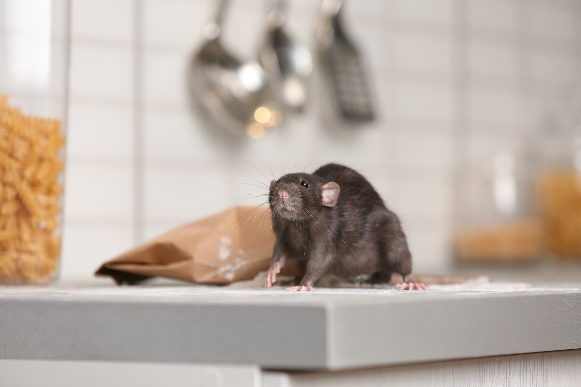 Rodent Control