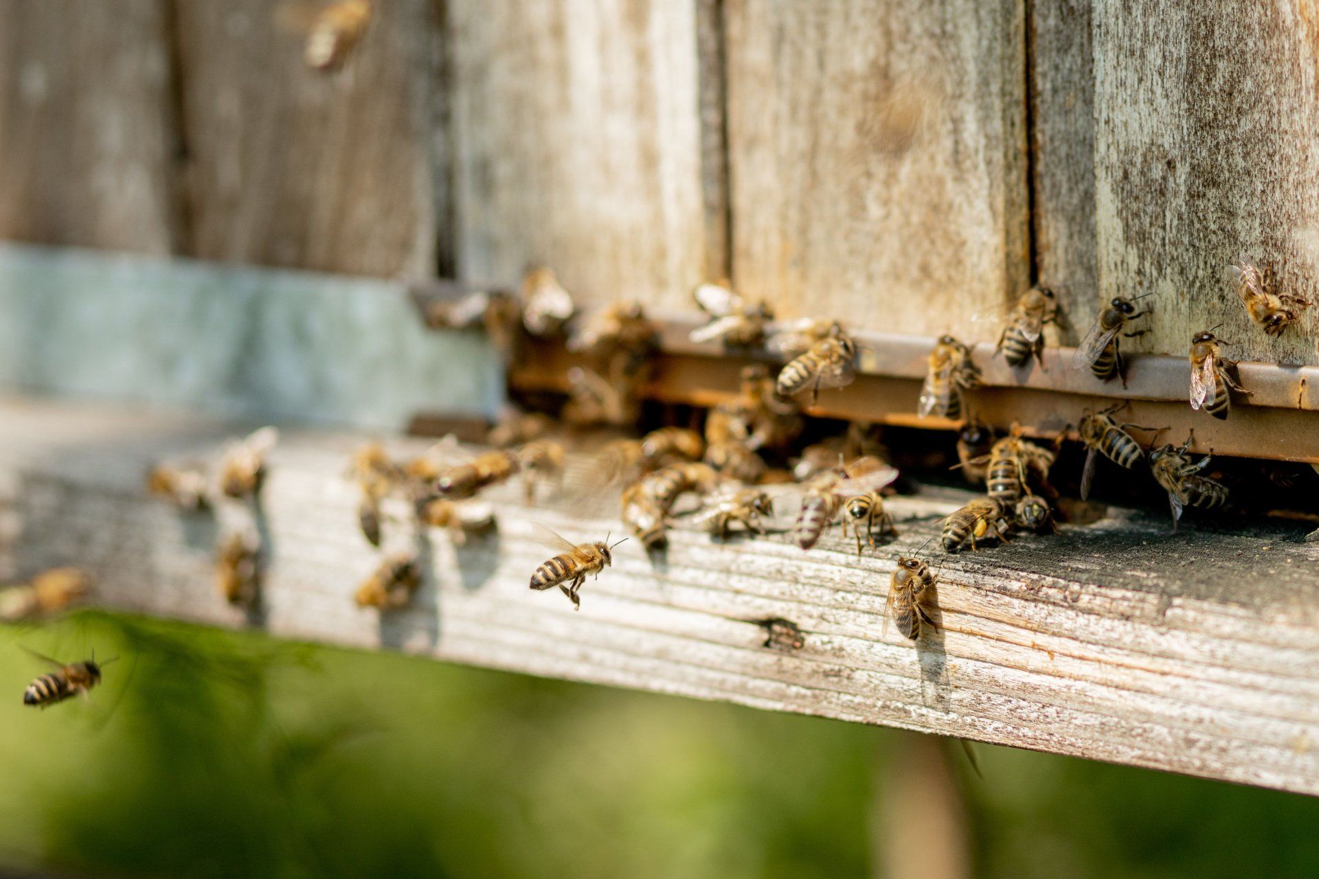Bee Control