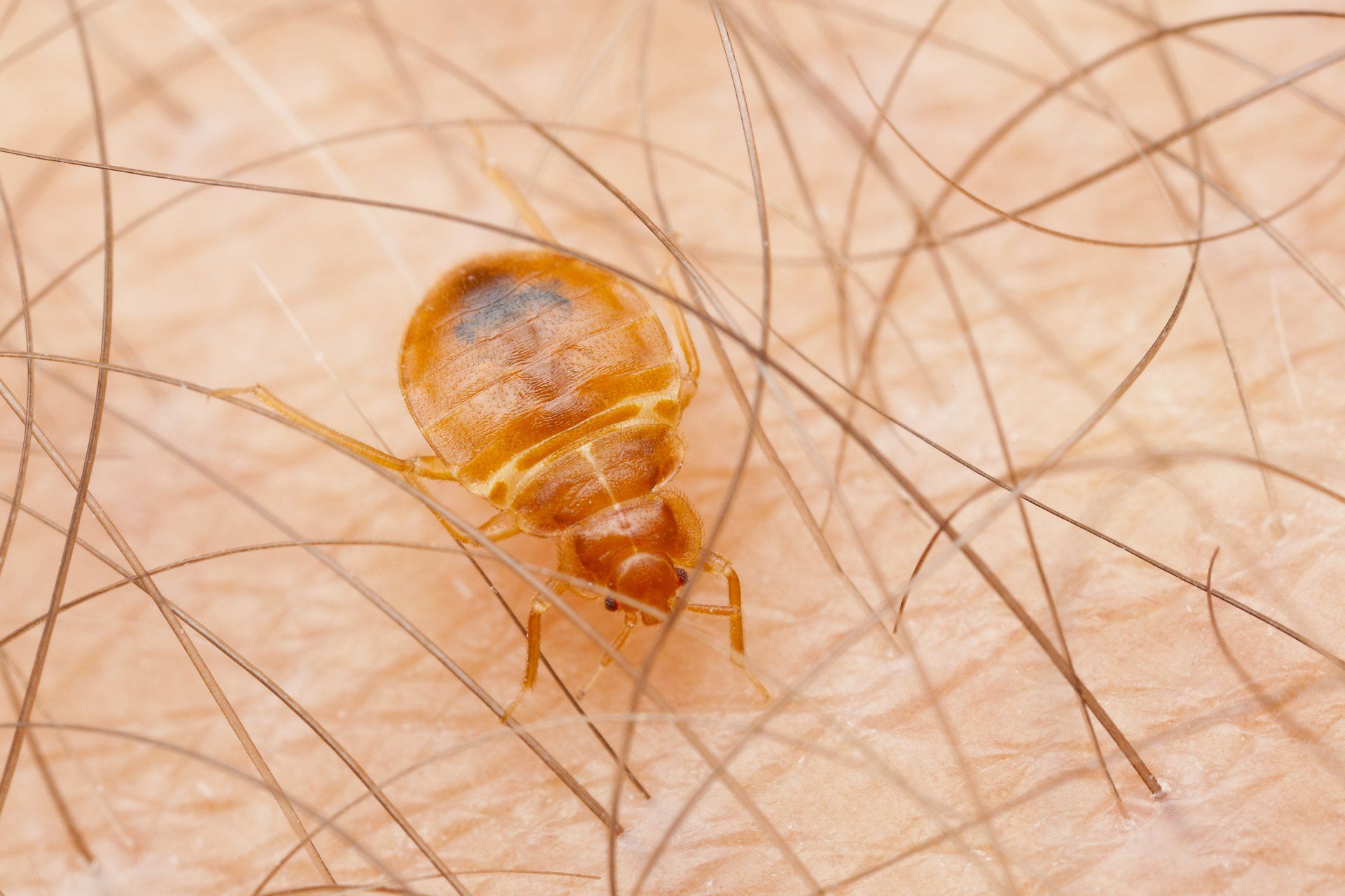 Bed Bugs