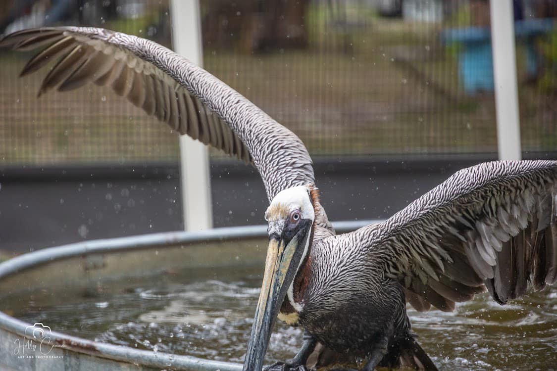 Brown Pelican