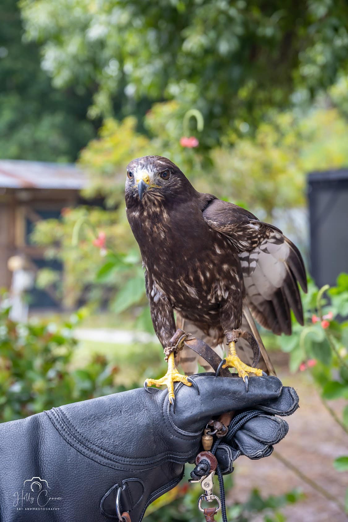 Short-tailed Hawk