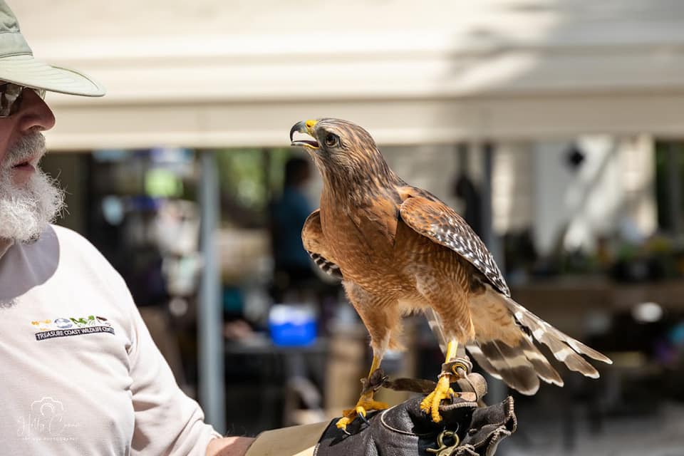 red shouldered hawk