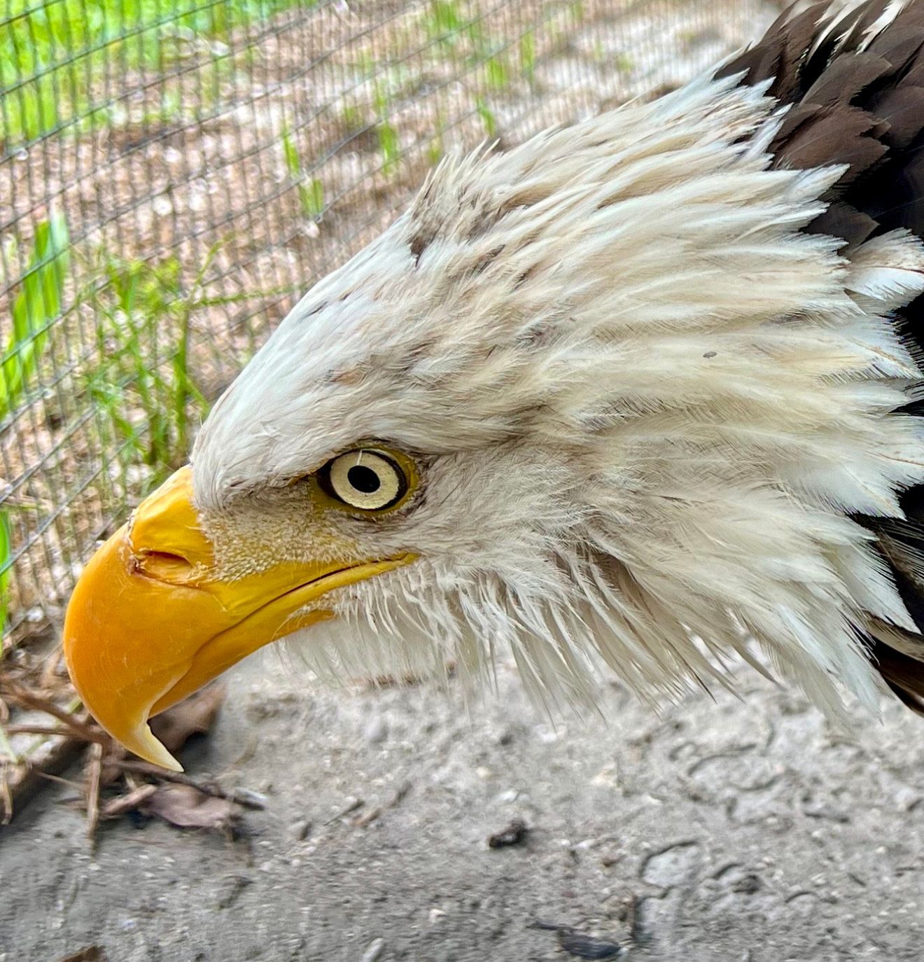 Bald Eagle