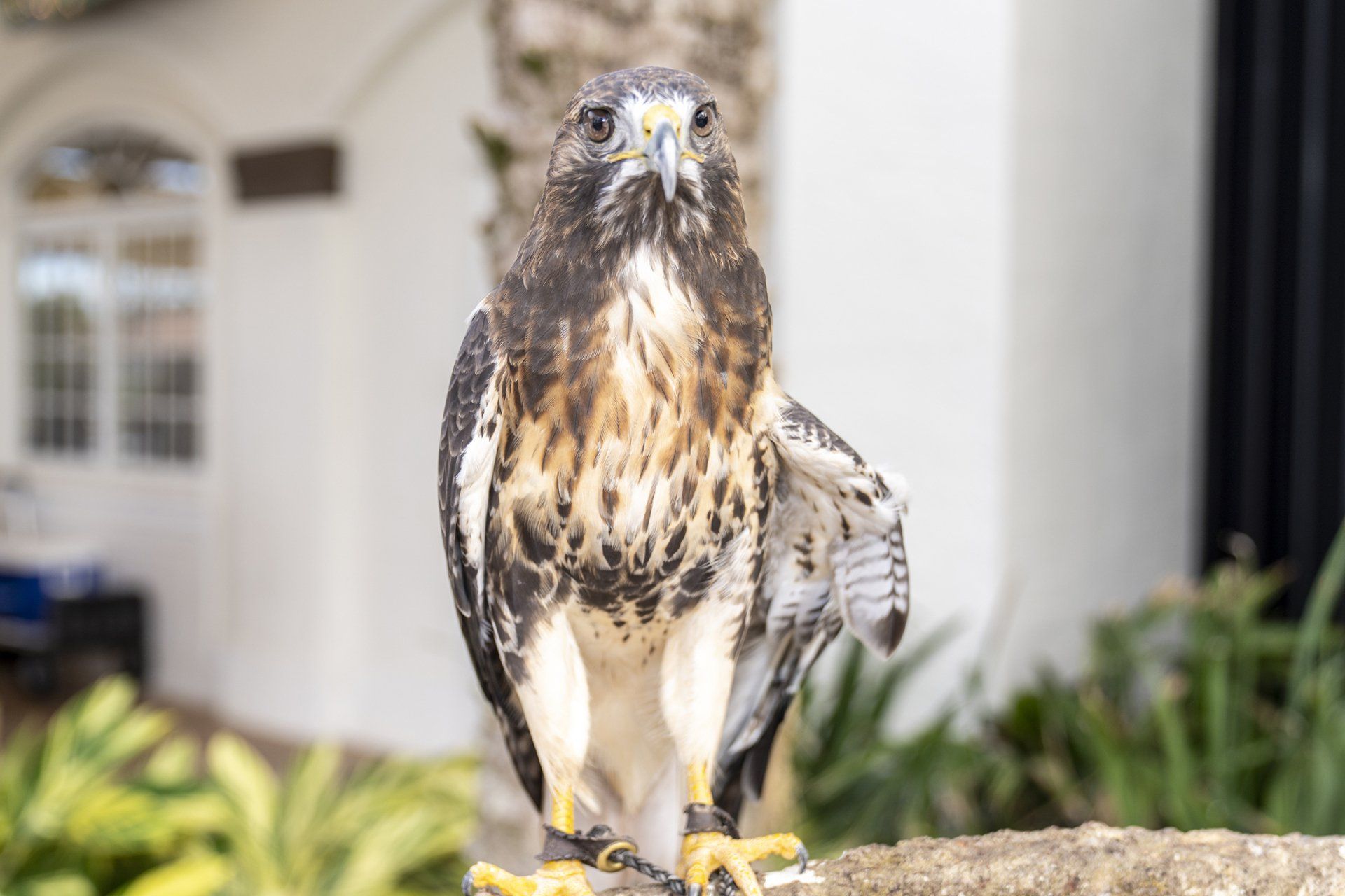 red-tailed hawk