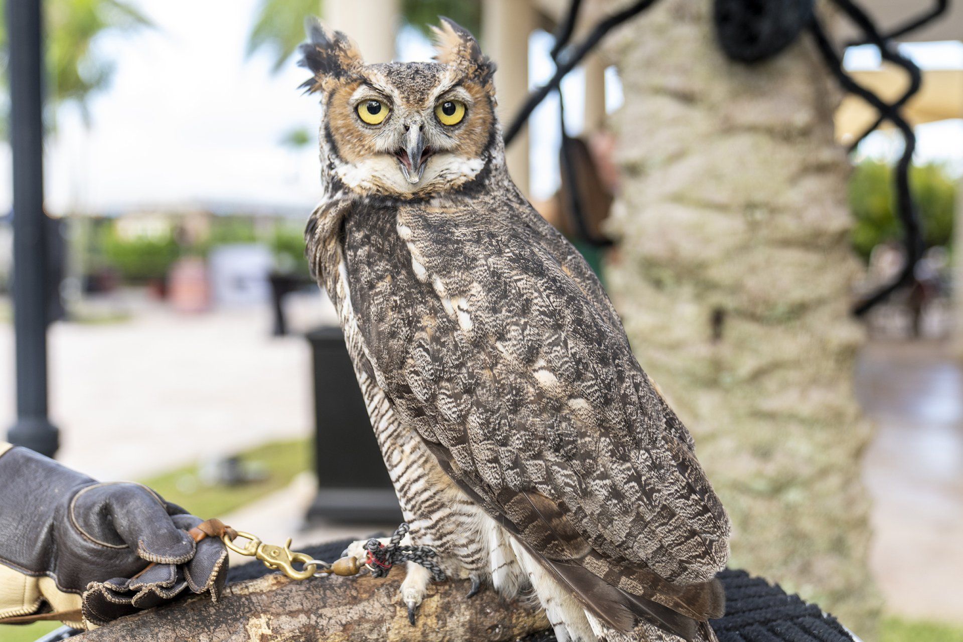 great horned owl