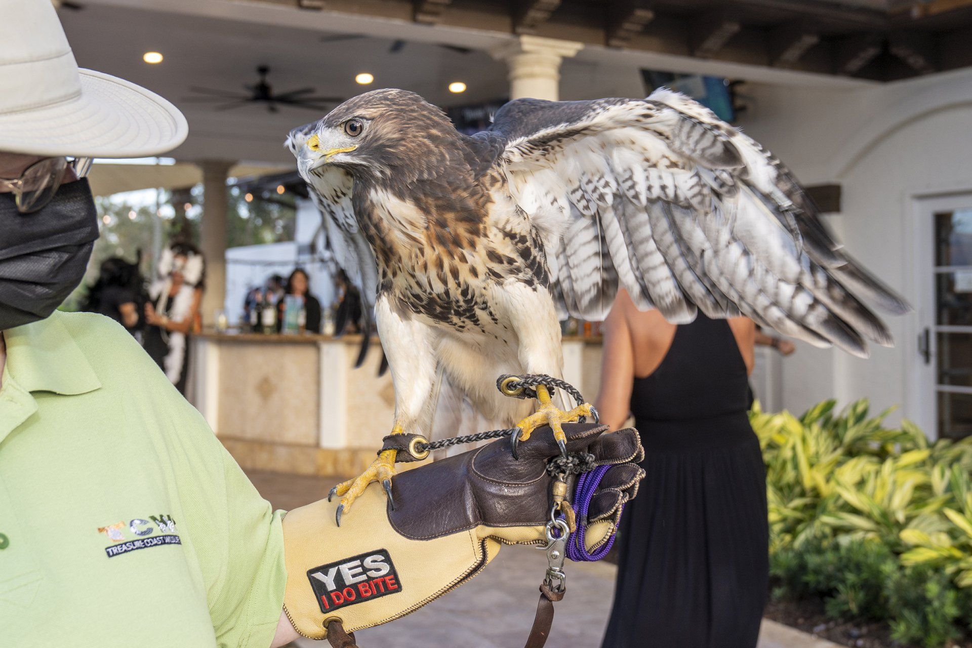 red tailed hawk
