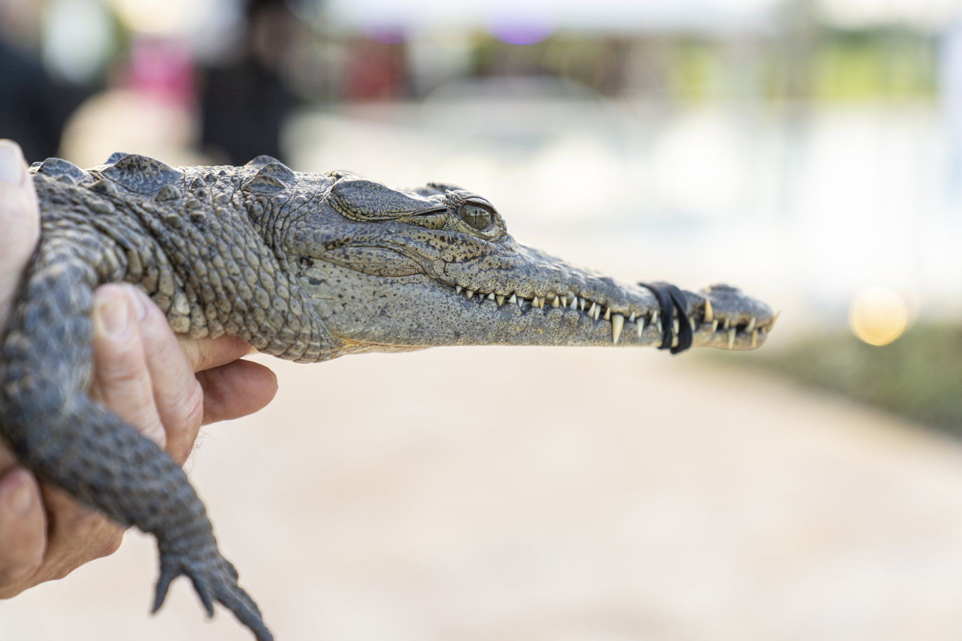 American Crocodile