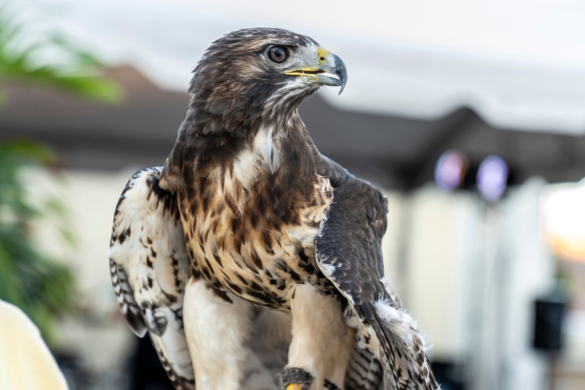 Red Tail Hawk perching on a glove
